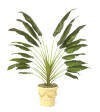Tropical Artificial Travelers Palm