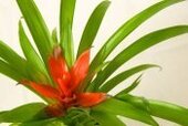 Faux Bromeliad Plant 