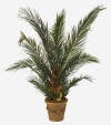 Preserved Phoenix Palm
