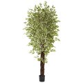 7.5' Variegated Mini Ficus w/4131 Lvs