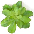 8 Inch Green Echeveria Pick