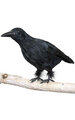 Artificial B-110000  15 inches x 8 inches Crow - Black