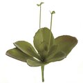 19 inches Aeonium - Natural Touch - 10 Leaves - 2 Sprouts - 17 inches Width - Green