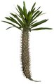 33 inches Pachypodium - Natural Touch - 15 inches Width - Green - Bare Stem