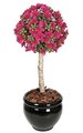 3.5 feet Plastic Azalea Ball Topiary - Natural Trunk - Beauty- Custom Made