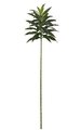 5 feet Dracaena Sanderiana - 36 Leaves - Green - Bare Stem