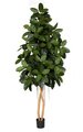 8 feet Rubber Tree - Natural Trunk - Green - Weighted Base