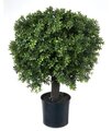 30 inches Outdoor POTTED ENGLISH BOXWOOD BALL Topiary