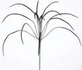 23 inches Flocked Grass Bush - 7.5 inches Stem - 24 inches Width - Silver/Black