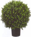 24 inches Tall 18 inches Wide Indoor/Outdoor Boxwood Ball Bush