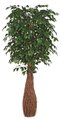 7 feet Ficus Tree - Natural Trunks - Custom Made