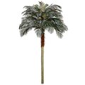 8 feet Phoenix Palm Tree Bare Trunk **2 PC MIN ORDER **