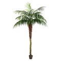 7 feet Potted Pheonix Palm Tree 899Lvs
