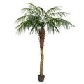 6 feet Potted Phoenix Palm Tree 545Lvs