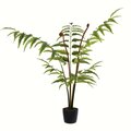 3' Potted Leather Fern 78 Leaves