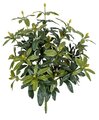 37 inches Rhododendron Bush - 24 inches Width - Green - Bare Stem