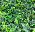 20 inches x  20 inches Outdoor UV Rated mixed boxwood and mixed Ivy foliage mats