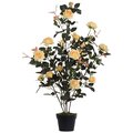 45 inches Yellow Rose Plant in Pot   24 inches Wide