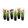 10 inches Potted Tulip Assortment 6/set