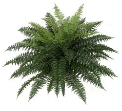 34 Inch X 26 Inch Outdoor Polyblend Large Ruffle Fern Made For Outdoor Use