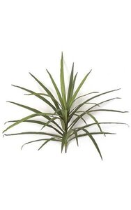 18 inches Dracaena Head - 30 Leaves - 28 inches Width - Green/Red