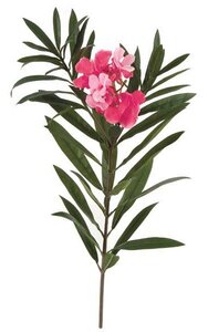 28 inches Oleander Branch - 6 Tutone Pink Flowers - 18 Buds - 5 inches Stem