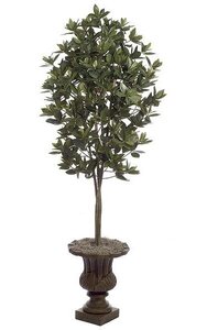 5.5 feet Azalea Leaf Tree - Natural Trunk - Green - Weighted Base
