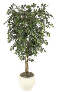 7 feet Ficus Tree - Natural Trunks - 1,824 Leaves - Green