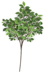 24 inches Ming Ficus Branch - 175 Leaves - Green (sold by the dozen)