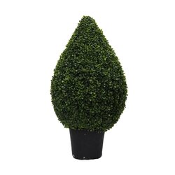 36 inches Outdoor Boxwood Teardrop Shaped In Pot