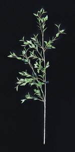 Green 25.5 inches Long Bamboo Branch Sold per dozen