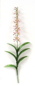 Orchid with leaves sold by the dozen