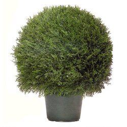 EF-3338 Cypress Ball in Plastic Pot Indoor/Outdoor(Comes in Two Sizes  20 inches Wide and 24 inches wide)