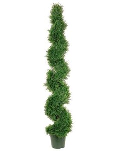 EF-562  6 feet Spiral Pond Cypress Topiary w/1808 Lvs. in Plastic Pot Green Indoor/Outdoor