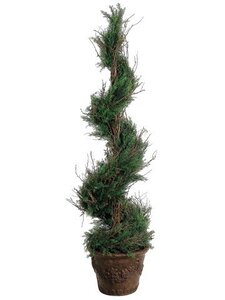EF-291 	4.5 feet Spiral Italian Cypress Topiary in Container Green Indoor/Outdoor