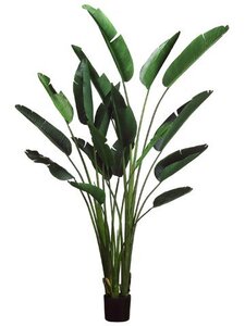EF-608 8 feet Bird of Paradise Plant w/18 Lvs. in Plastic Pot Green (Price is for a 2 whole palms)