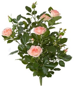 28 inches Rose Bush pink