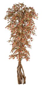 7 feet Japanese Maple Tree - Natural Trunks