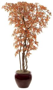 8 feet Mini Japanese Maple Tree - Weighted Base - Custom Made