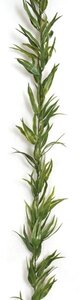 9 feet Plastic Weeping Willow Garland - 108 Leaves - Green