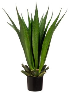 33" Agave Plant with 15 Leaves in Black Plastic Pot Two Tone Green