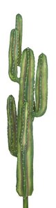 Sunset Barrel  Column  Cactus