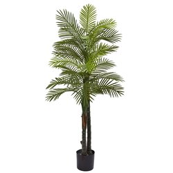 5.5' Double Robellini Palm Tree UV Resistant (Indoor/Outdoor)
