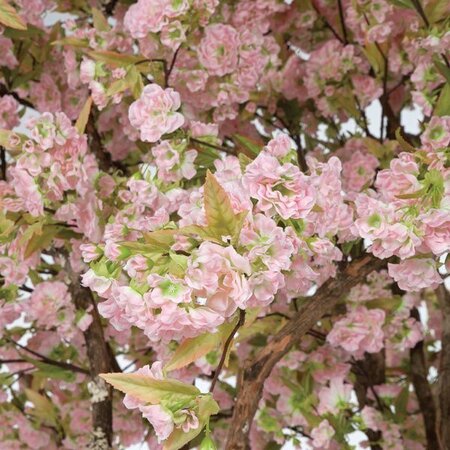 8 feet Custom Made Cherry Blossom Tree