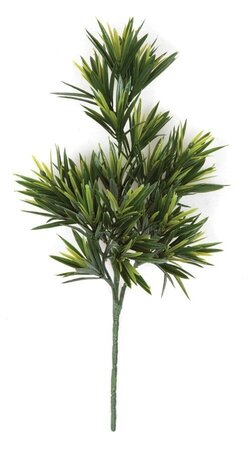 Earthflora's 14 Inch Podocarpus Pick (Sold By Dozen)