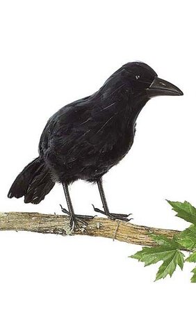 Artificial 18 inches x 7 inches Black Crow Halloween Decor /Tropical Decor