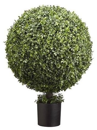 Boxwood Ball Topiary in Nursery Pot Green