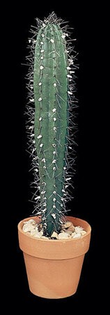 18.5 inches Saguaro Cactus