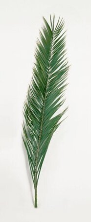 60 inches-70 inches Preserved Canariensis Palm Fronds (Set of 5)