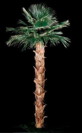 Custom made in many Sizes Preserved Washingtonia Palm
